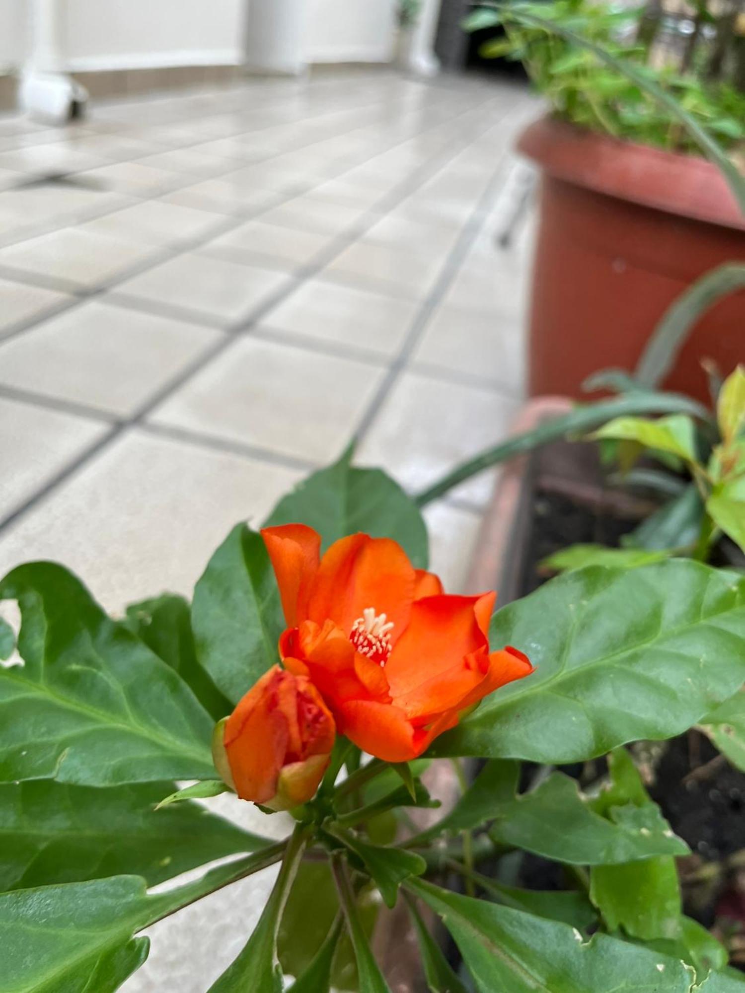 Aldeia Hostel Manaus Eksteriør billede